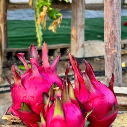 Pitahaya Costarricenses