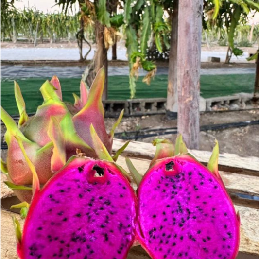 Pitahaya American Beauty