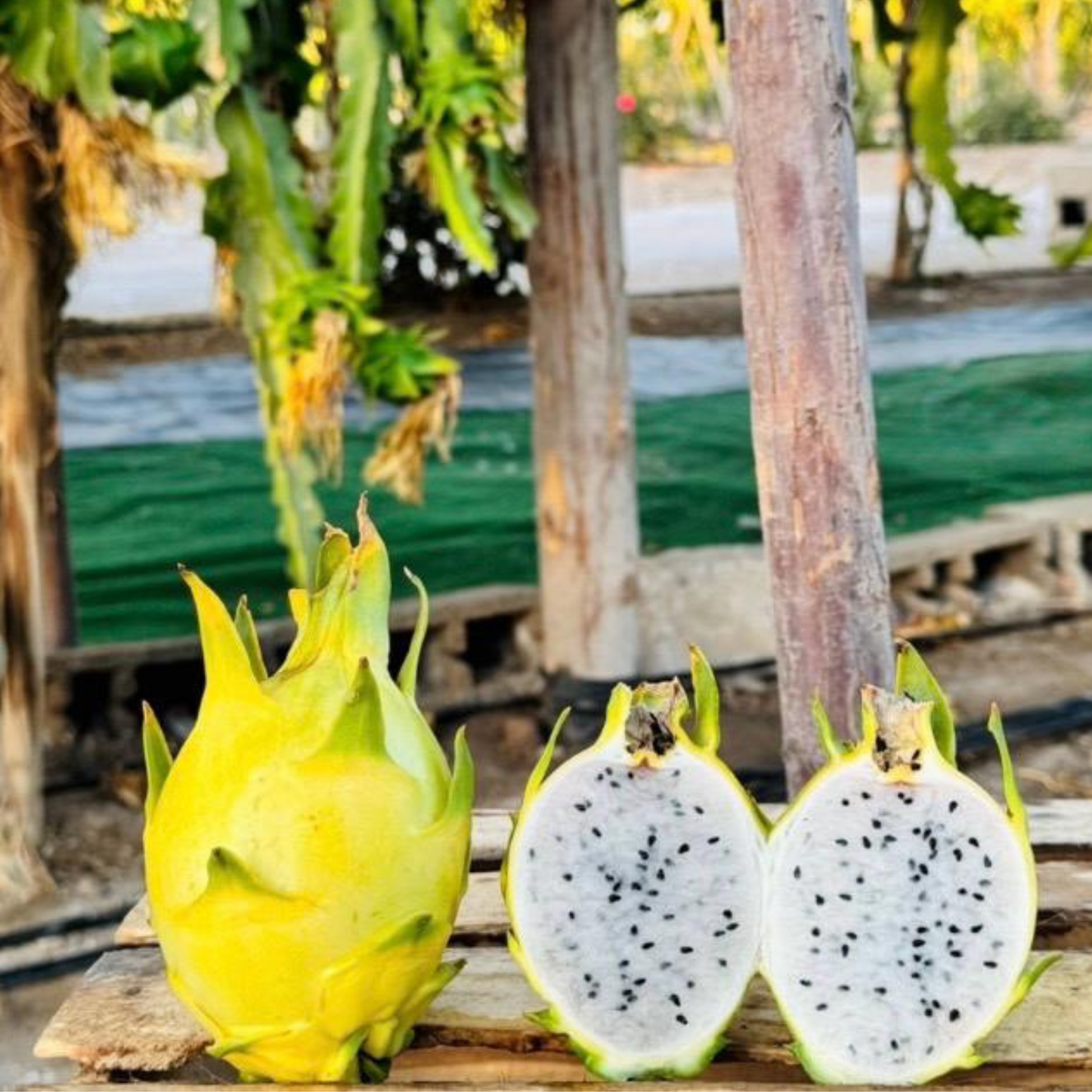 Pitahaya Golden Israel