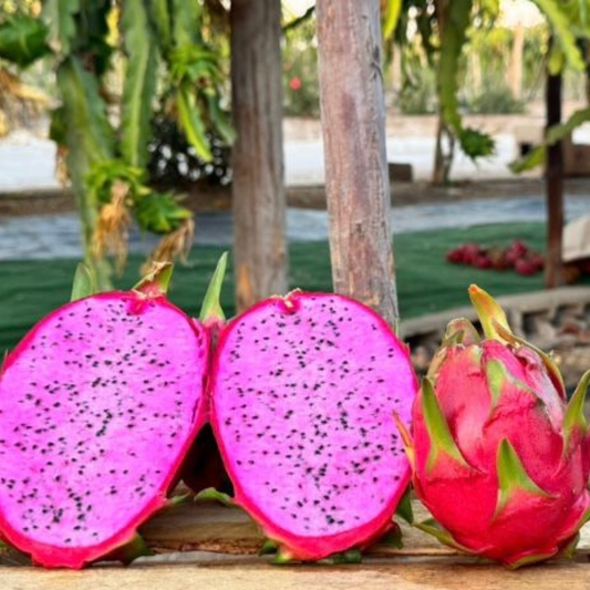 Pitahaya Graffiti